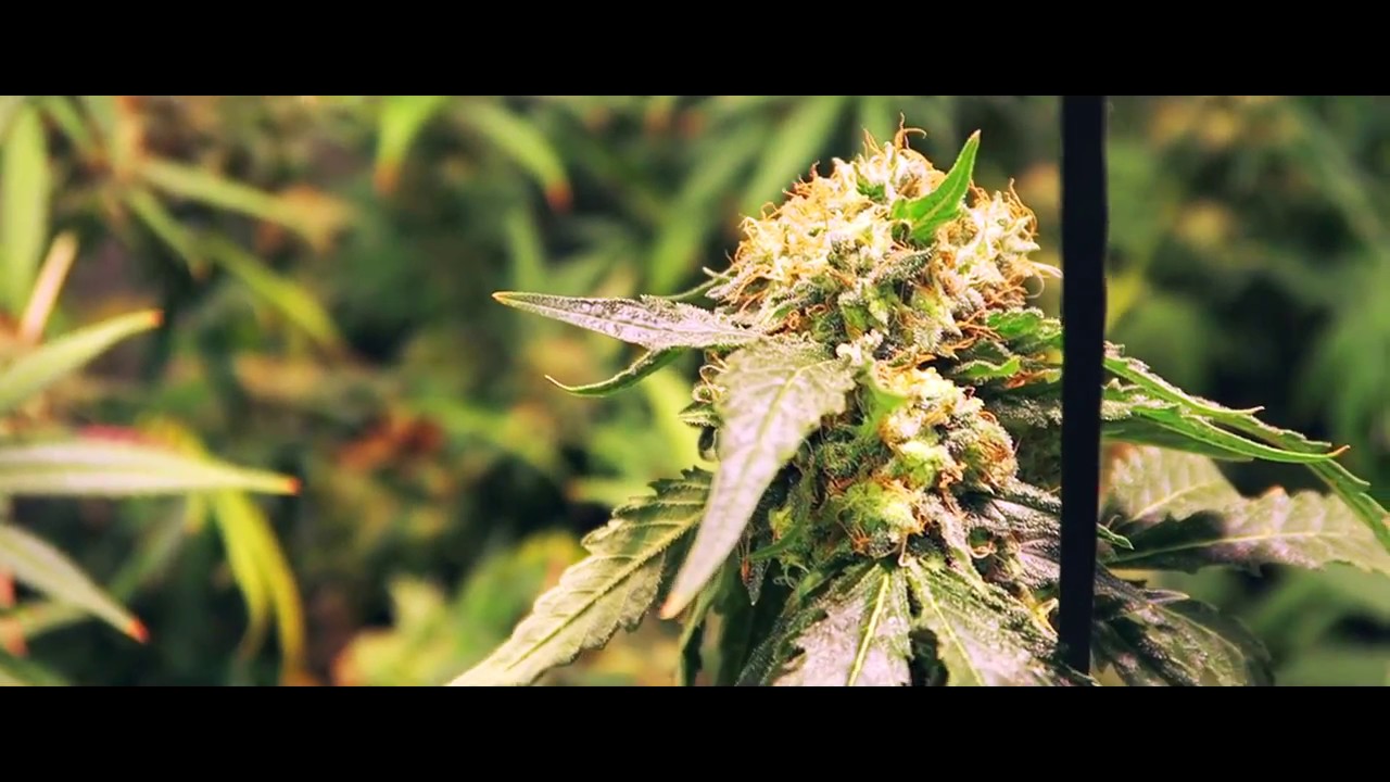 Weed Grow THC Snow Strain Full Grow From Clones To Finish