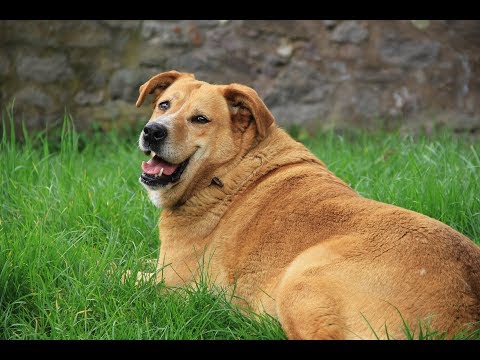 Video: Inflamación De Las Arterias En Perros