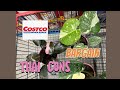 Monstera Thai Constellation at Costco