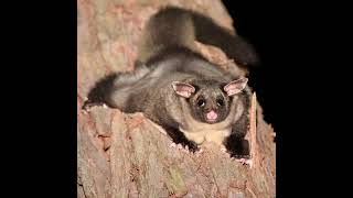 These Yellow-bellied gliders wish you a happy International Day of Forests! 🌳🔊