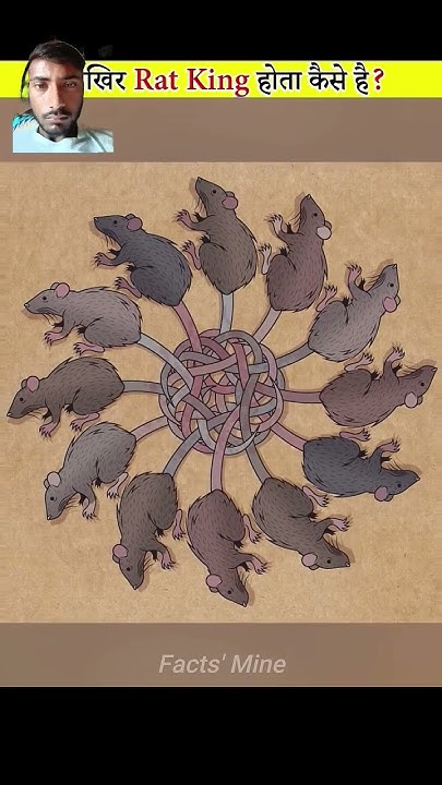 How Does A Rat King Happen YouTube how-does-a-rat-king-happens-shorts-shorts-youtube