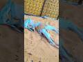 👉 Camel Calf Died at Night | Reality of Desert Life