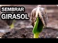 Como Cultivar Girasoles - Sembrar Las Pipas || La Huertina De Toni