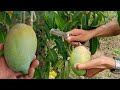 Golden queen dwarf mango inarching combine technologygha agri tv