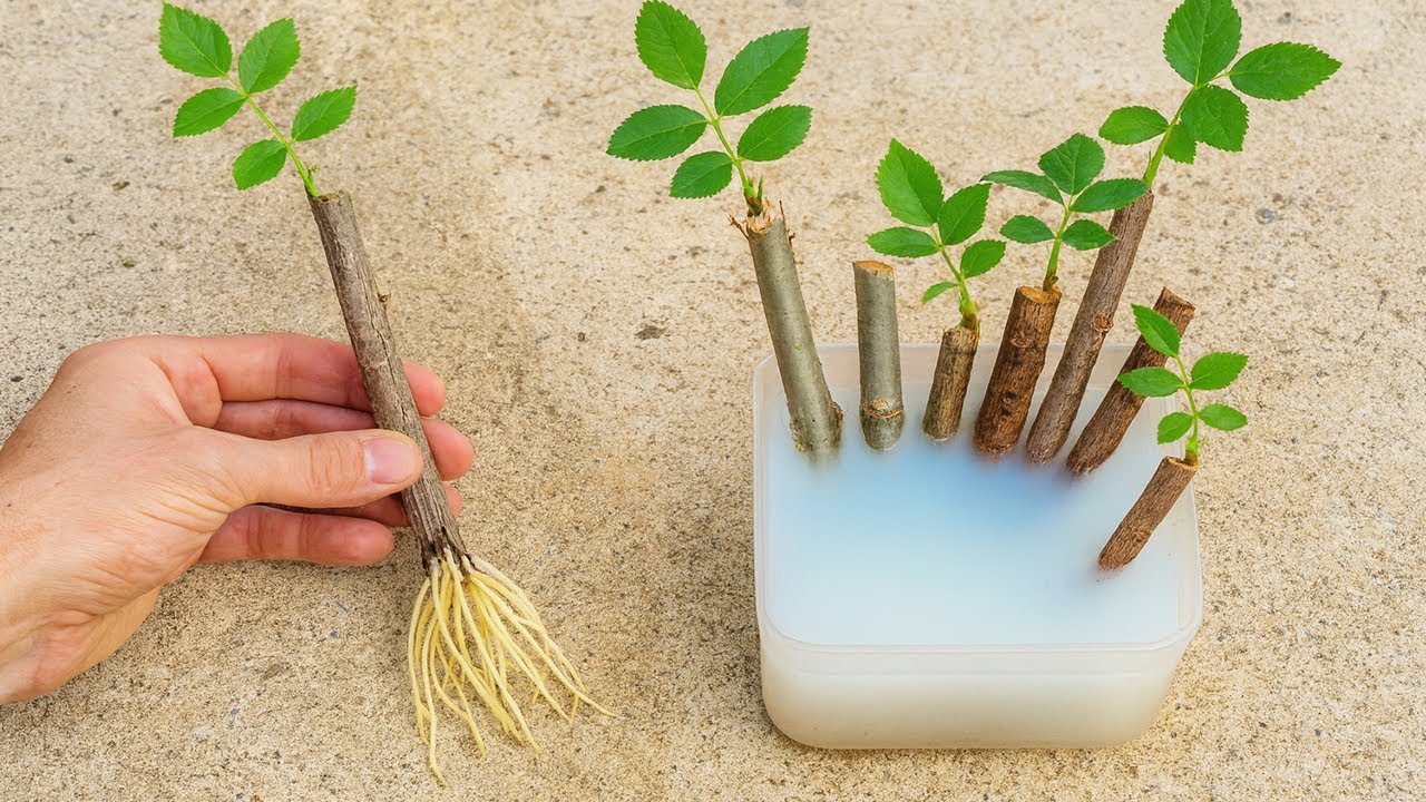 ЛЮБОЕ РАСТЕНИЕ И ВЕТВЬ ПУСКАЕТ КОРНИ (Быстрый способ без каких-либо затрат)