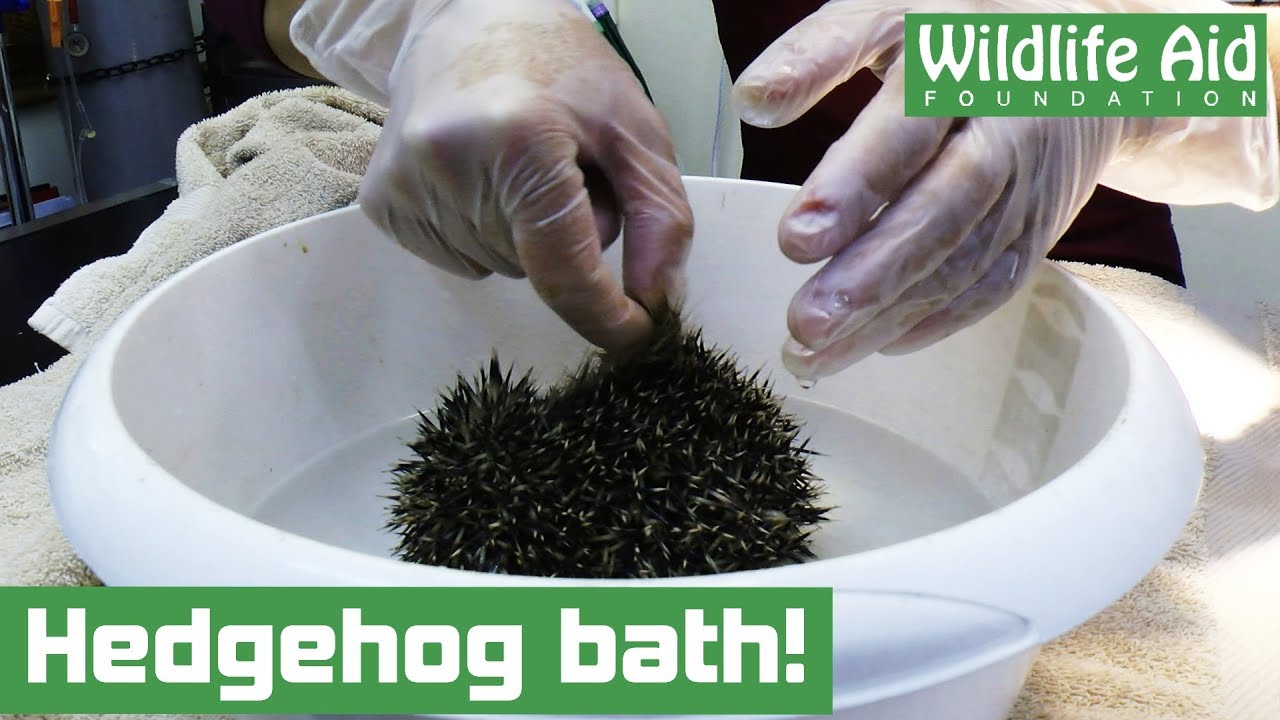 wildlife sos facebook Muddy hedgehog needs a bath!