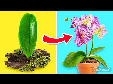Video: Hoe Een Orchidee Thuis Te Vermeerderen?
