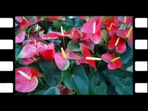 Video: Jak Pěstovat Anthurium