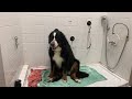 Blow drying a Bernese dog