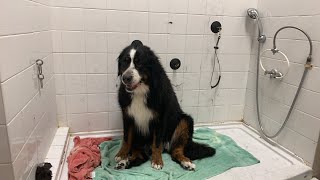 Blow drying a Bernese dog