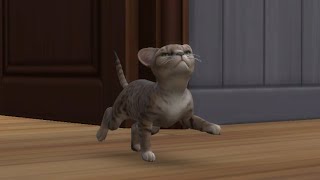 BoSIM Nova (1 Hour) - The Sims
