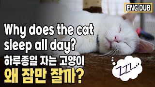 고양이 정상 수면시간은 얼마나 될까? 하루종일 잠을 자는 고양이 정상 일까요?