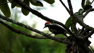 Woodpecker Likes Pecking