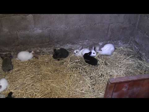 სახორცე მიმართულებით იდიალური გალია გამომივიდა