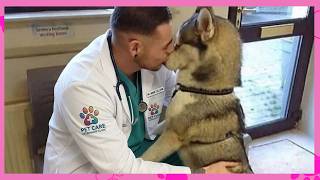Adorable Dogs Who Interrupt Their Own Vet Checkups 🤣 Funniest Dog Reactions!