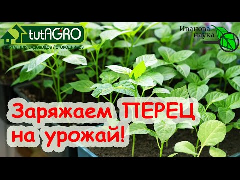 Сделайте ЭТО с ПЕРЦЕМ после прорастания семян! ОБЯЗАТЕЛЬНО! Будет большой урожай! Яровизация перца.