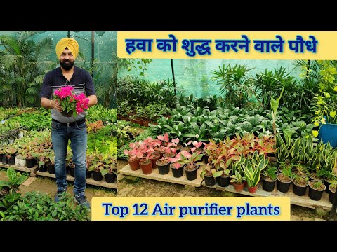 वीडियो: हवा को शुद्ध करने वाले इनडोर पौधे: फोटो के साथ नाम, विवरण