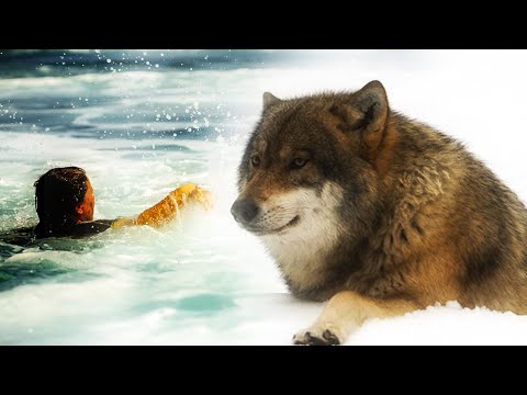 🐺🐺Почему же волк спас человека!Случай в тайге!