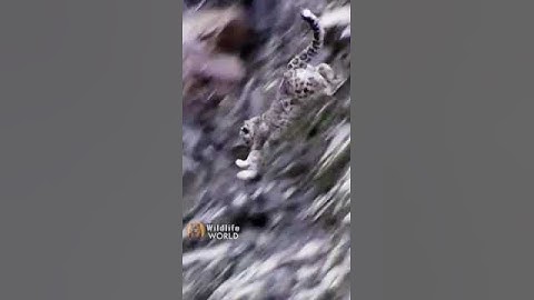 Snow leopard hunts mountain Goat #shorts FREE weekly horoscope & tarot readings @Starstruck_Secrets