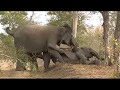 Elephant Discipline