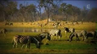 Documentaire Français Les Prédateurs De La Savane (Complet)