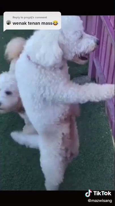 ANJING GOYANG PANTAT