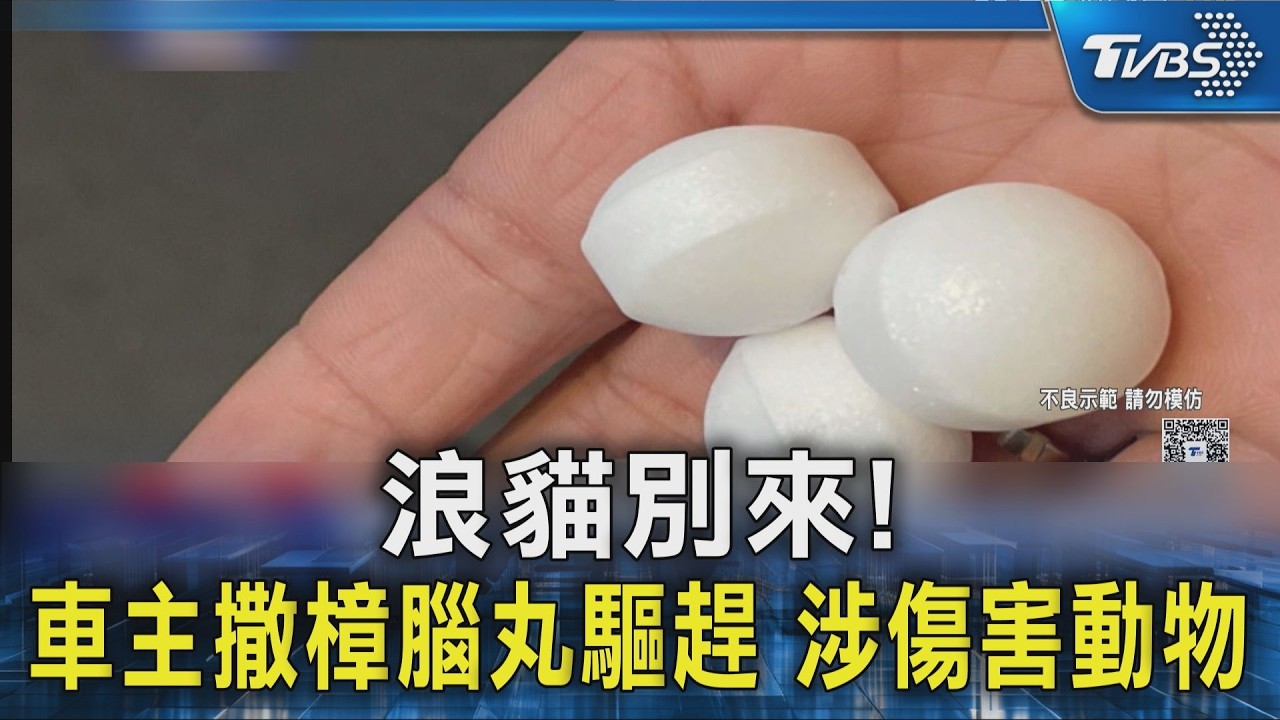 #獨家  浪貓別來! 車主撒樟腦丸驅趕 涉傷害動物｜TVBS新聞 @TVBSNEWS02