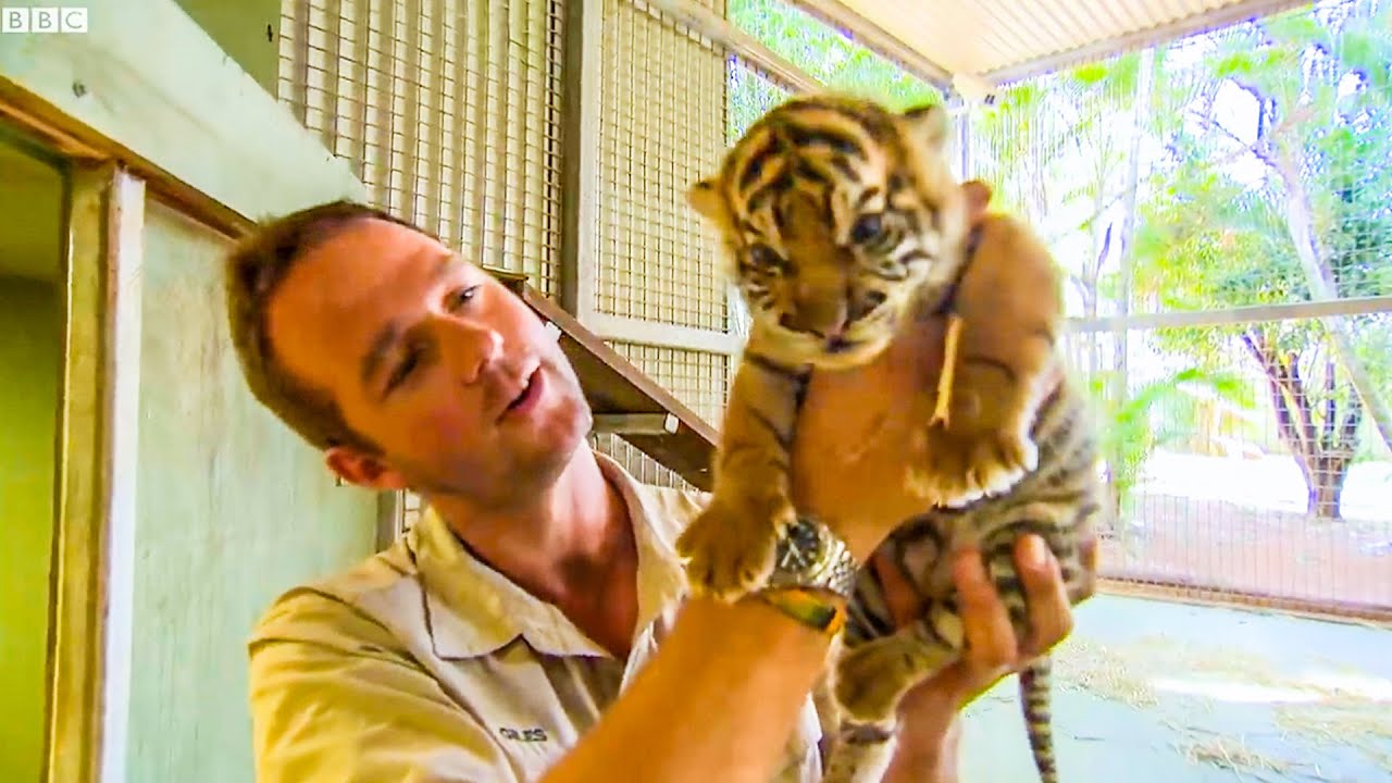 Handraising Newborn Twin Tiger Cubs | BBC Earth Kids - YouTube