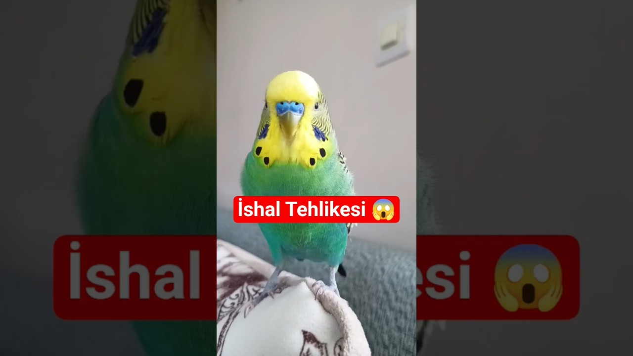 İsha olan Muhabbet Kuşuna evde Ne yapılır ? #muhabbetkuşu #birds #talkingparot #budgies #birdsong