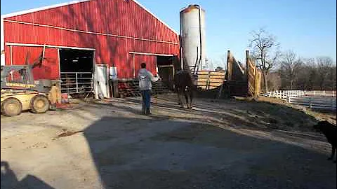 3-29-30BOHorses 324.MP4