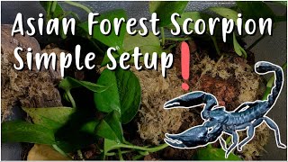 How To Create A Simple Asian Forest Scorpion (Setup)