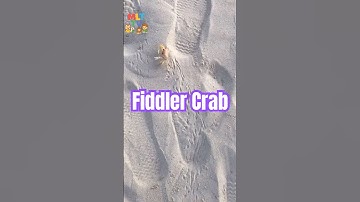 Con Còng Biển | Fiddler Crab #viralvideo  #dibien #dongvatbien