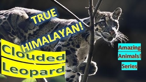 Clouded Leopard facts 🐆 wild cat inhabiting the Himalayas through Southeast Asia southern China.
