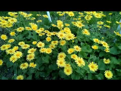 Видео: Doronicum Plantain