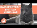 Britisch Kurzhaar - CHARAKTER und PFLEGE