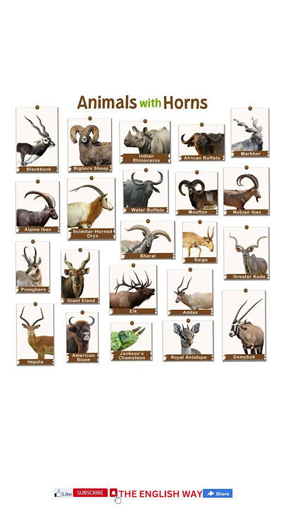 Animals with Horns #viral #english #animals #shorts