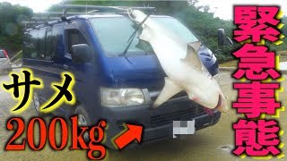 We carried, dismantled and cooked 200 kg of sharks with HIACE! #3