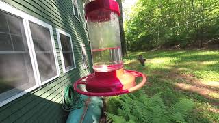 Hummingbird - 3D VR180