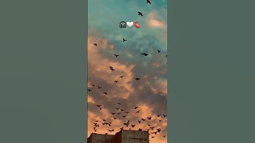 (قُلْ يَا أَيُّهَا الْكَافِرُونَ لَا أَعْبُدُ مَا تَعْبُدُونَ ) القارئ: هزاع البلوشي/ سورة الكافرون/