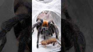 Spider & Scorpion feeding!
Spider & Scorpion feeding! Spider & Scorpion feeding!