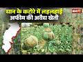 Illegal Opium Farming in Chhattisgarh: धान के कटोरे में अफीम की खेती से मचा हड़कंप। Balrampur | Durg