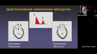 Эхокардиографическая оценка сердечной функции