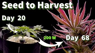 картинка: Полная документация по программе «От семени до урожая» в книге «Живая почва — путешествие без слов»