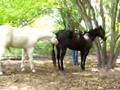 VERY well behaved Hawaiian AQHA Cremello stallion breeding