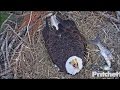 SWFL Eagles ~ Harriet Flushes out Intruder; M15 Delivers Big Fish 12.21.16