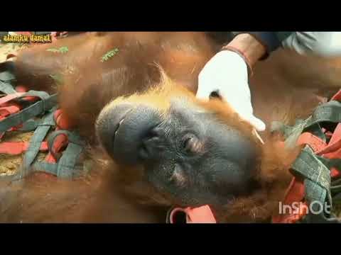 bahaya sembarangan translokasi orangutan berefek penurunan populasi loh