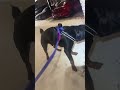 Rottweiler Having Fun In The Snow
