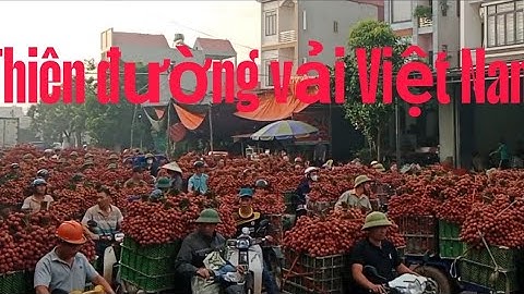 Thiên đường chợ vải lớn nhất 28-6-2025 lục ngạn Bắc Giang