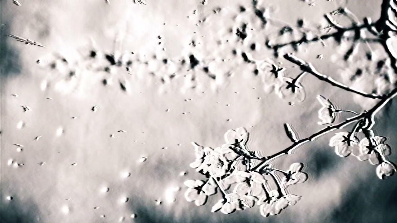 Белые розы - white roses ( slowed & reverb )