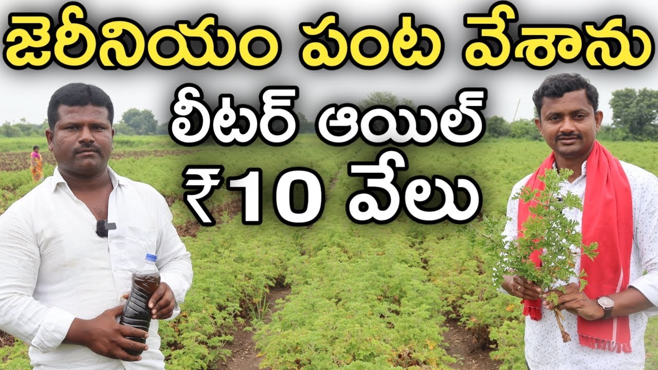 జెరీనియం సాగు.. లీటర్ ఆయిల్ ధర 10 వేలు Geranium Cultivation
